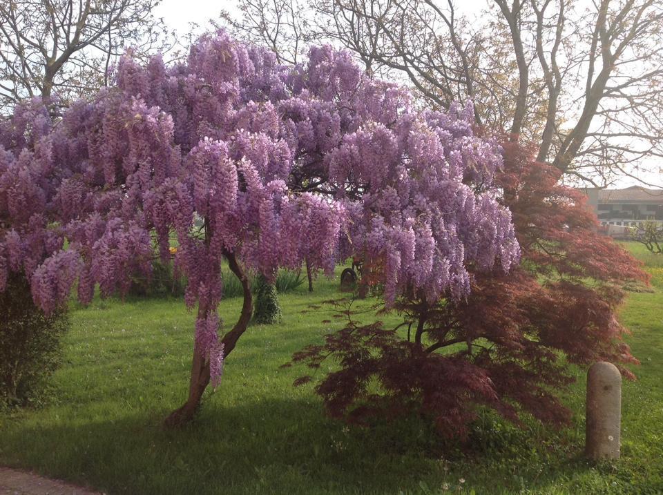 Agriturismo Da Ninoti Treviso Eksteriør bilde